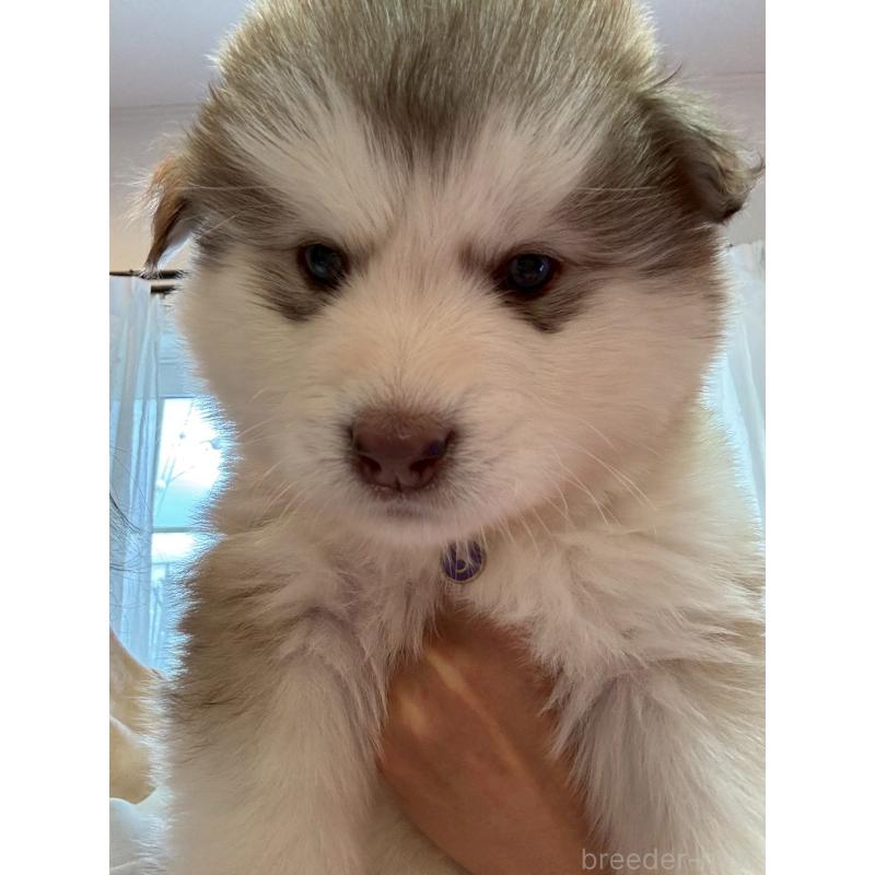 販売中の奈良県のアラスカンマラミュート-446823の8枚目