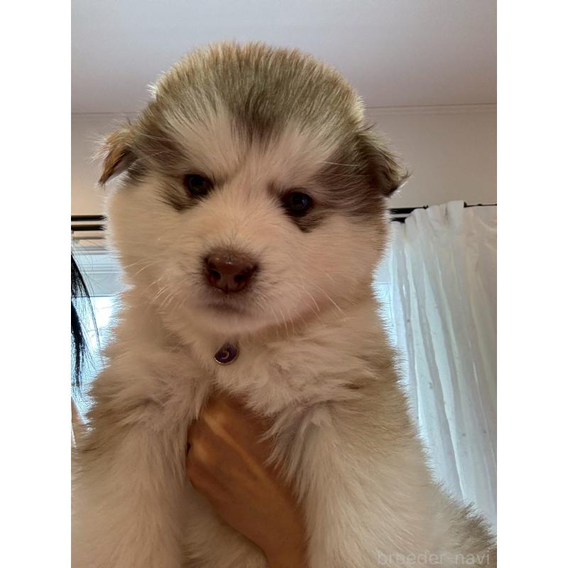 販売中の奈良県のアラスカンマラミュート-446823の7枚目