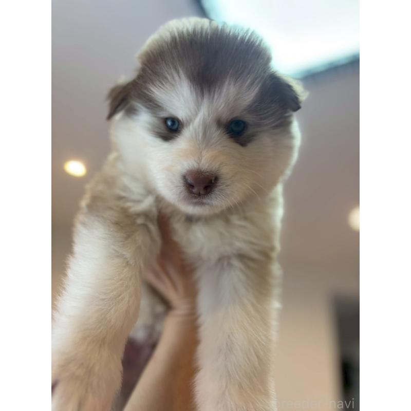 販売中の奈良県のアラスカンマラミュート-446823の6枚目