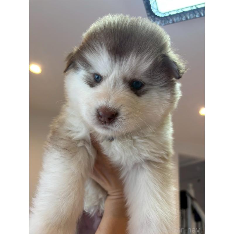 販売中の奈良県のアラスカンマラミュート-446823の5枚目