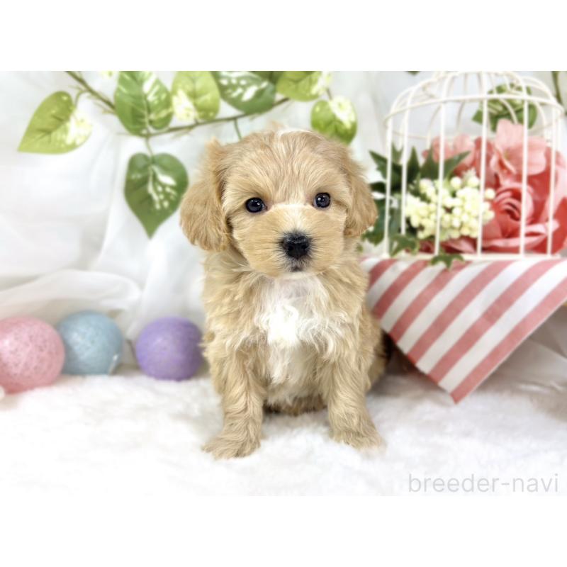 販売中の滋賀県のマルプー:マルチーズ×トイプードル-453183の4枚目