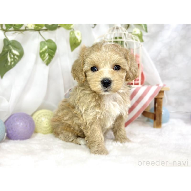 販売中の滋賀県のマルプー:マルチーズ×トイプードル-453183の3枚目