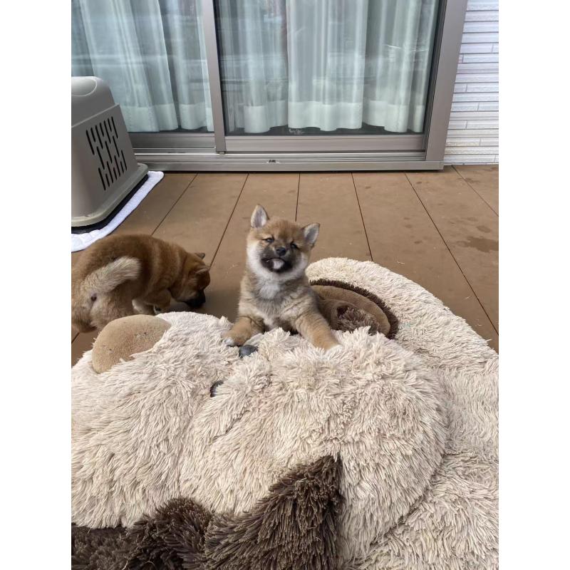 販売中の茨城県の豆柴-447749の8枚目