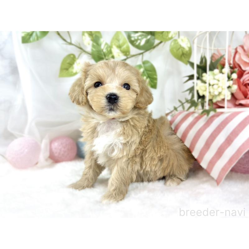 販売中の滋賀県のマルプー:マルチーズ×トイプードル-453183の2枚目