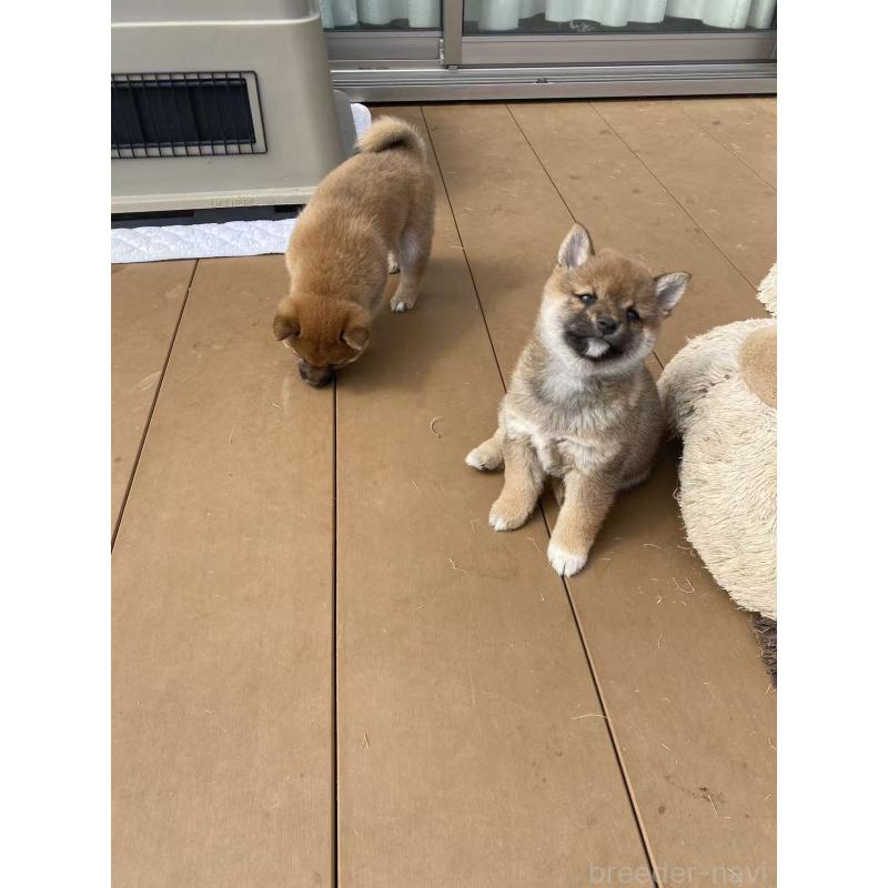 販売中の茨城県の豆柴-447749の7枚目