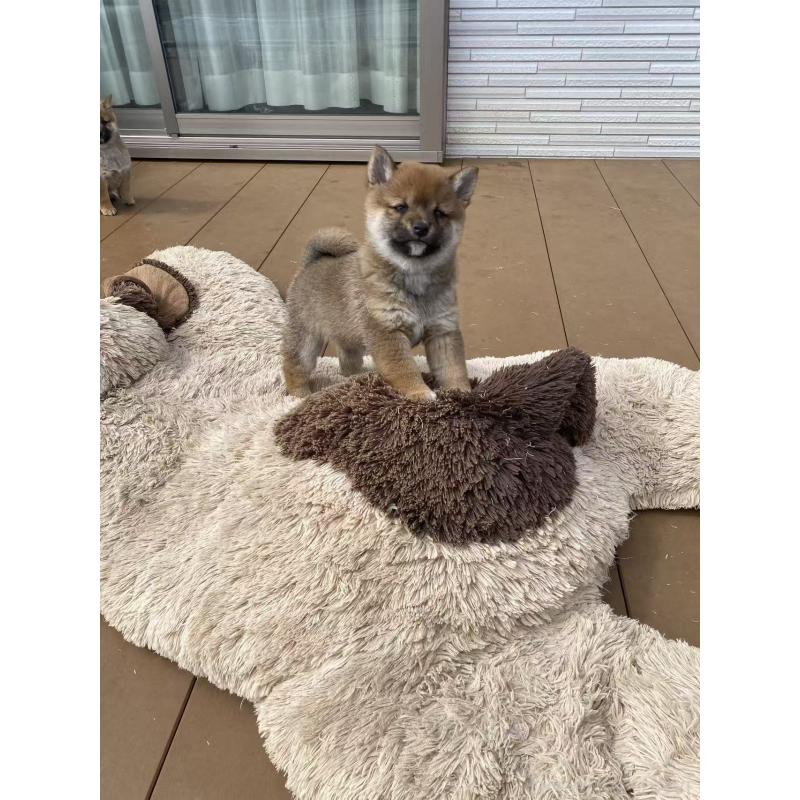 販売中の茨城県の豆柴-447749の6枚目