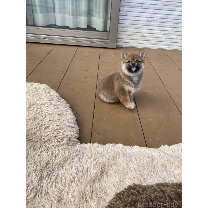 販売中の茨城県の豆柴-447749の5枚目