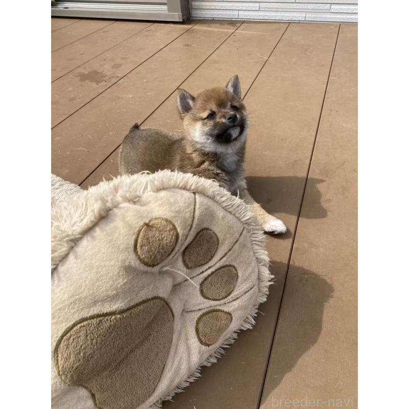 販売中の茨城県の豆柴-447749の4枚目