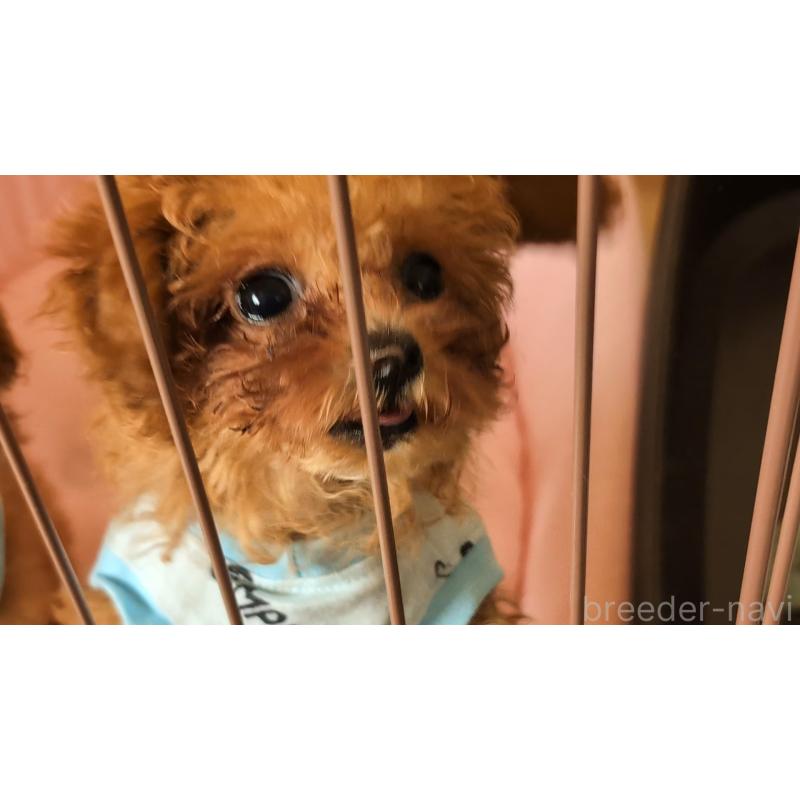 販売中の東京都のティーカッププードル-447195の5枚目