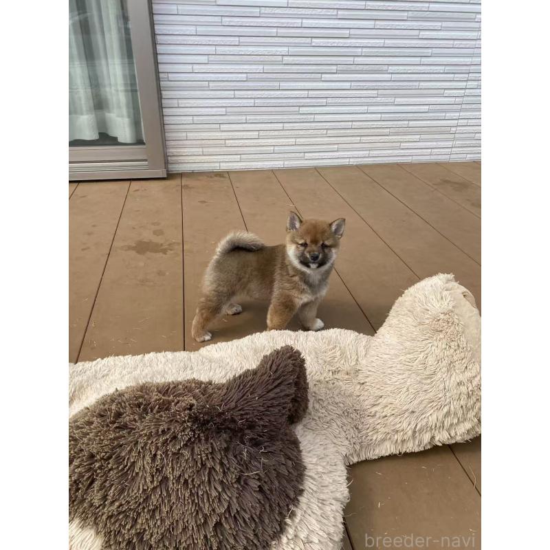 販売中の茨城県の豆柴-447749の2枚目