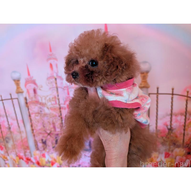 販売中の東京都のティーカッププードル-447195の4枚目