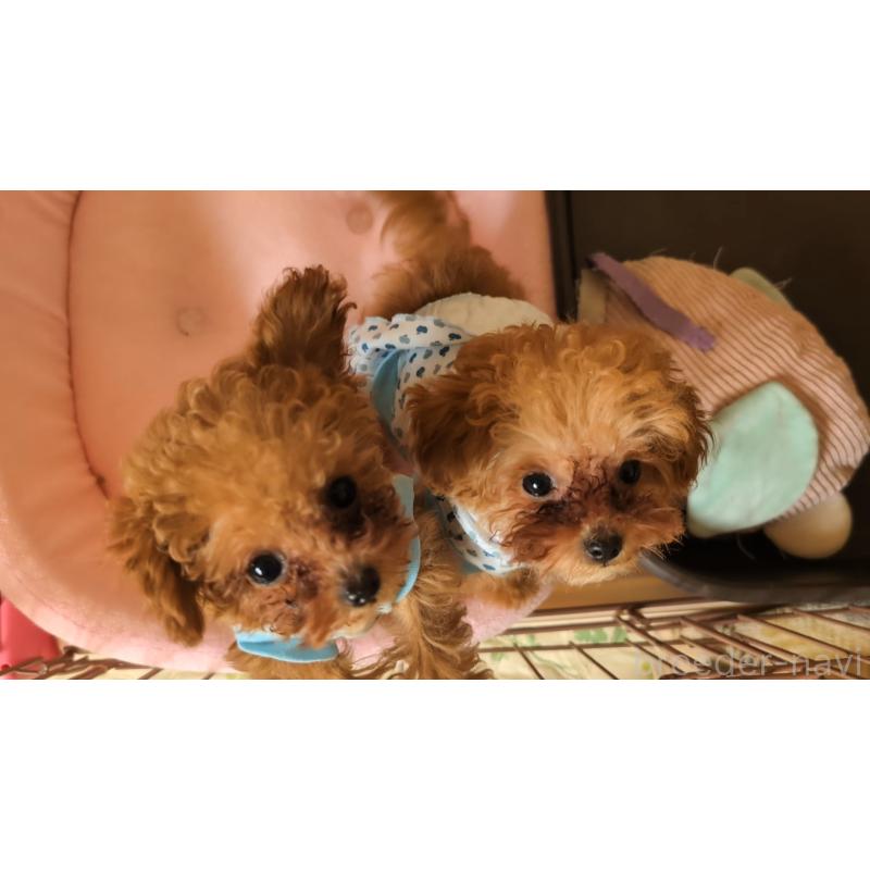 販売中の東京都のティーカッププードル-447195の2枚目