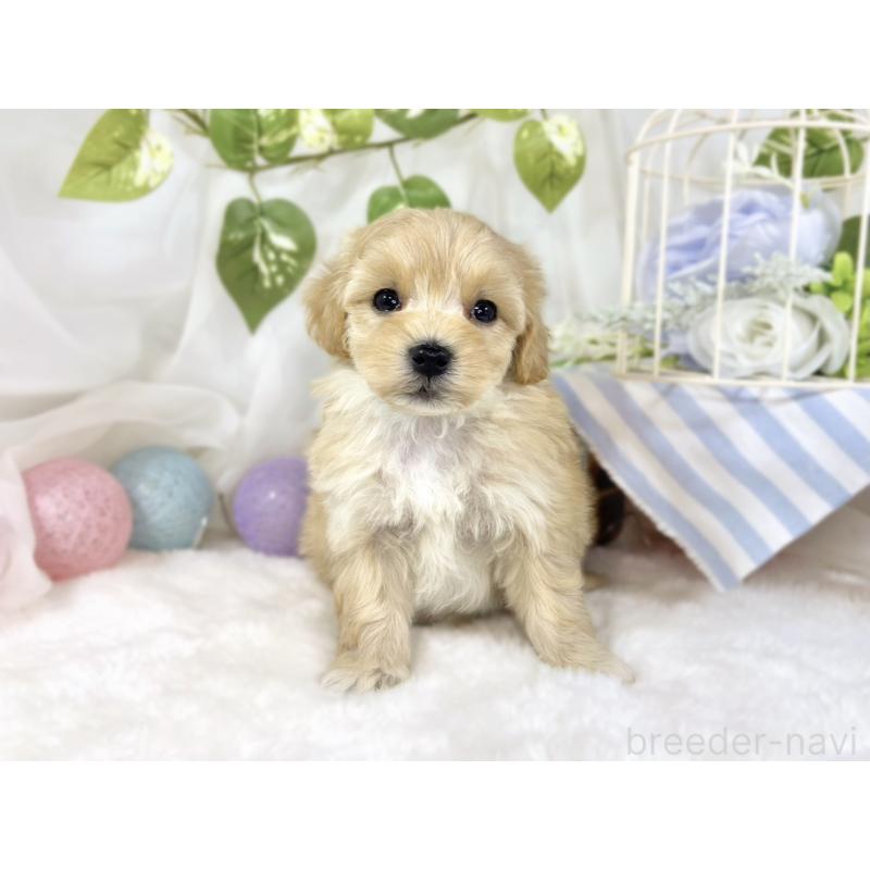 販売中の滋賀県のマルプー:マルチーズ×トイプードル-453184の4枚目