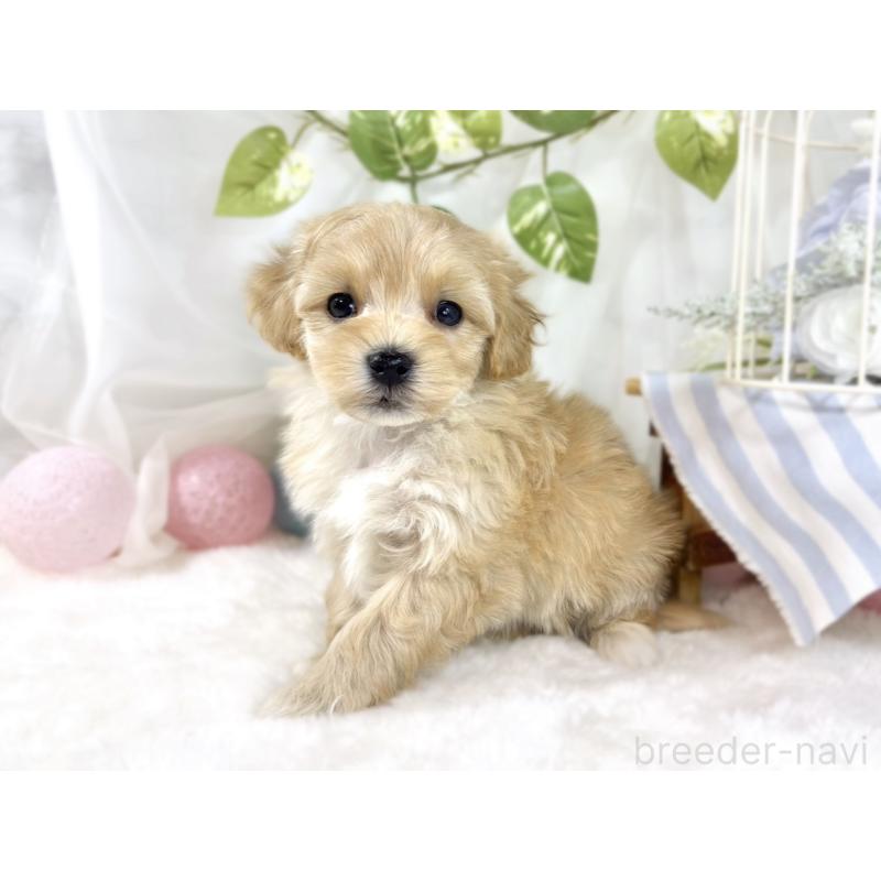 販売中の滋賀県のマルプー:マルチーズ×トイプードル-453184の2枚目