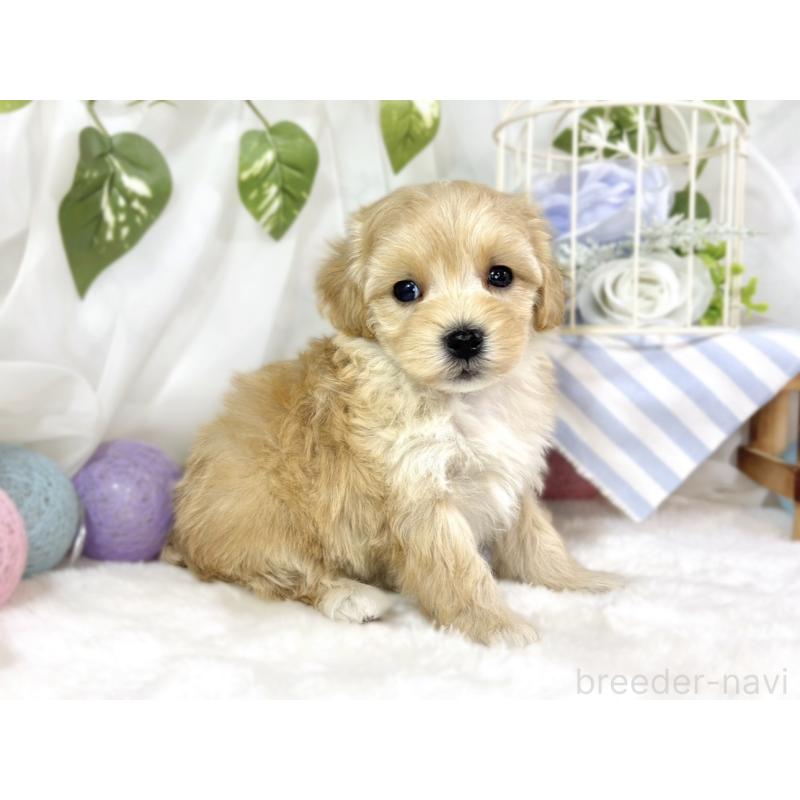 販売中の滋賀県のマルプー:マルチーズ×トイプードル-453184の3枚目