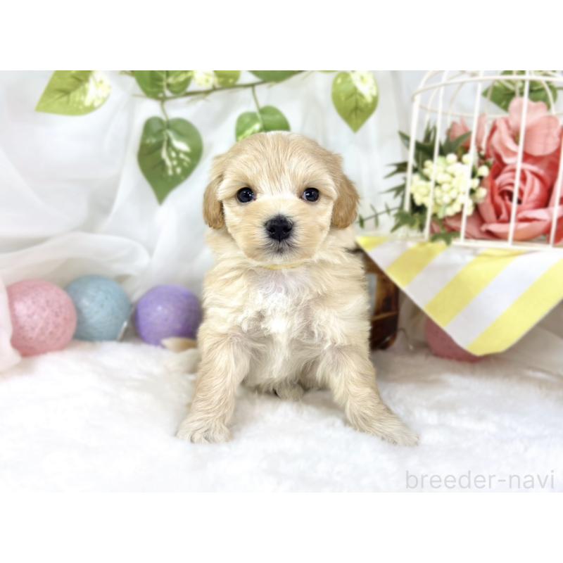 販売中の滋賀県のマルプー:マルチーズ×トイプードル-453185の4枚目