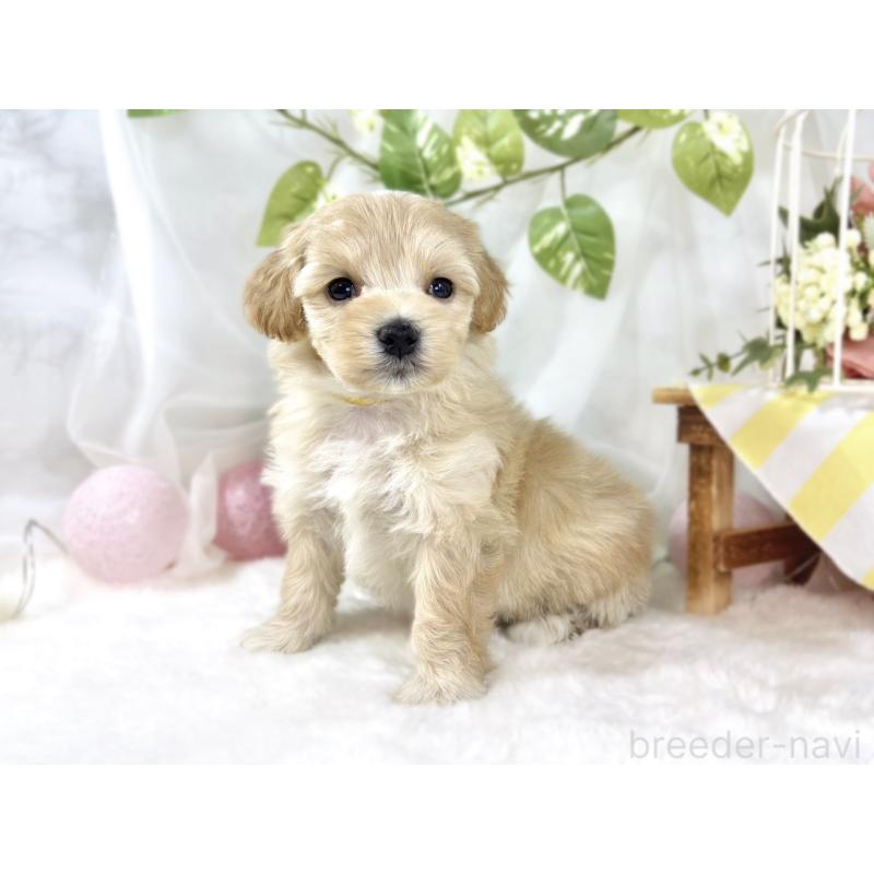 販売中の滋賀県のマルプー:マルチーズ×トイプードル-453185の3枚目