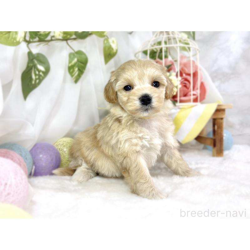 販売中の滋賀県のマルプー:マルチーズ×トイプードル-453185の2枚目