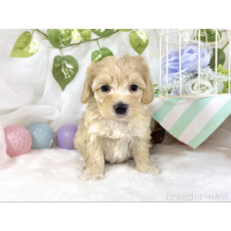 販売中の滋賀県のマルプー:マルチーズ×トイプードル-453186の4枚目