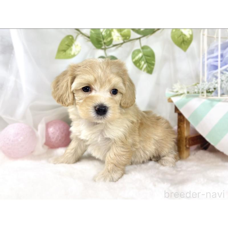 販売中の滋賀県のマルプー:マルチーズ×トイプードル-453186の3枚目