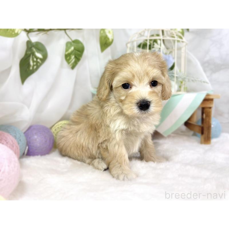 販売中の滋賀県のマルプー:マルチーズ×トイプードル-453186の2枚目