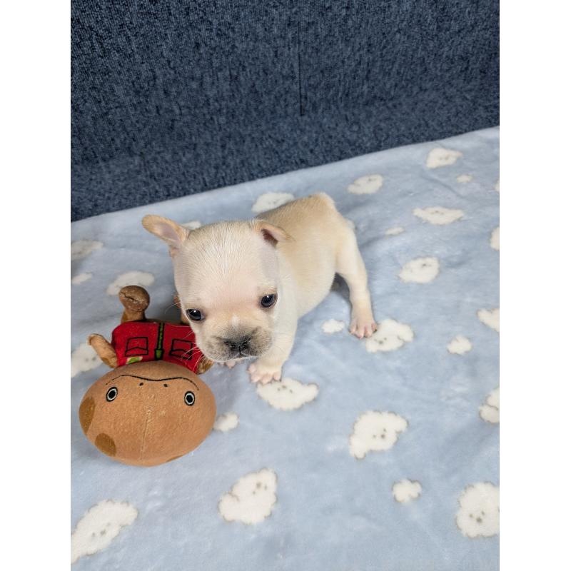 販売中の広島県のフレンチブルドッグ-453189の10枚目