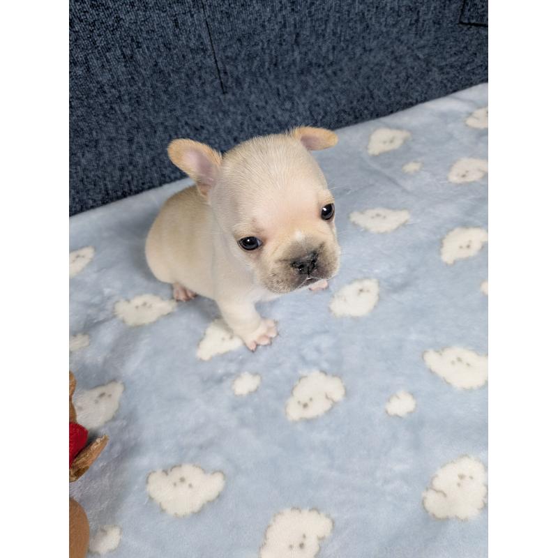 販売中の広島県のフレンチブルドッグ-453189の8枚目