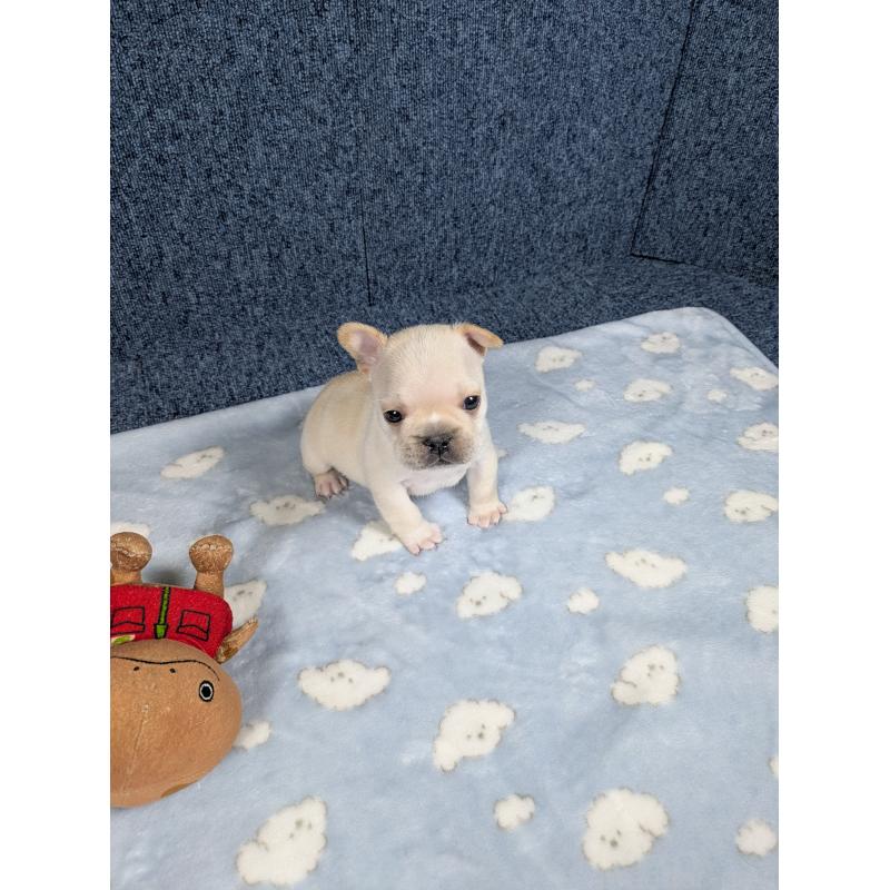 販売中の広島県のフレンチブルドッグ-453189の7枚目