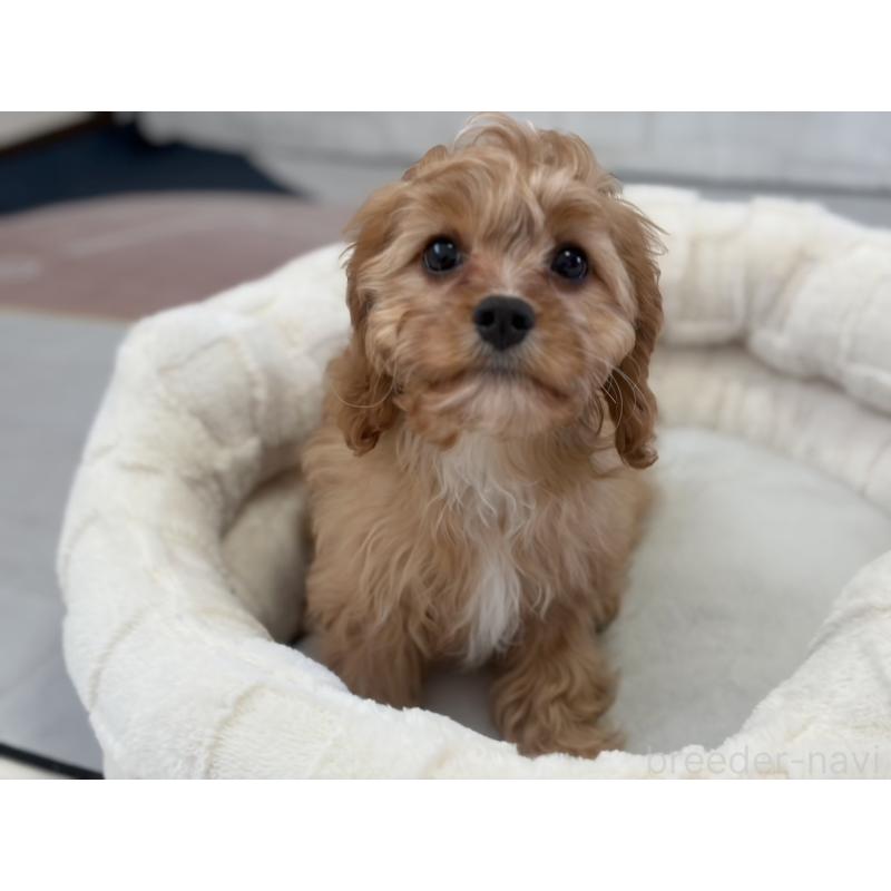 販売中の福岡県のミックス犬-431463の11枚目