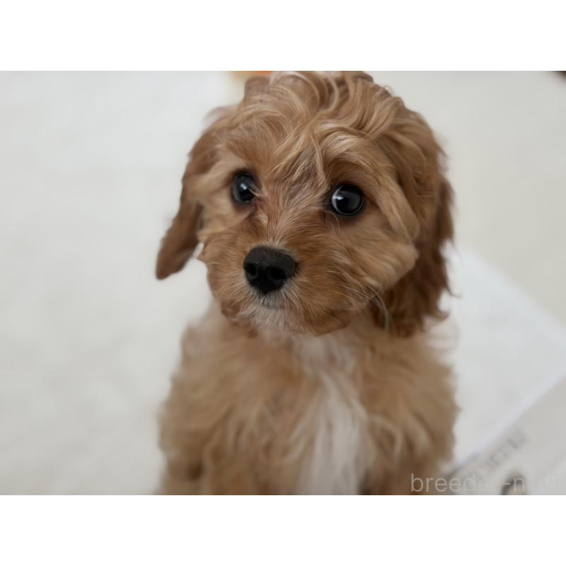 販売中の福岡県のミックス犬-431463の10枚目