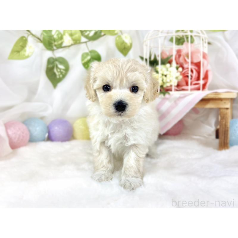 販売中の滋賀県のマルプー:マルチーズ×トイプードル-453187の4枚目