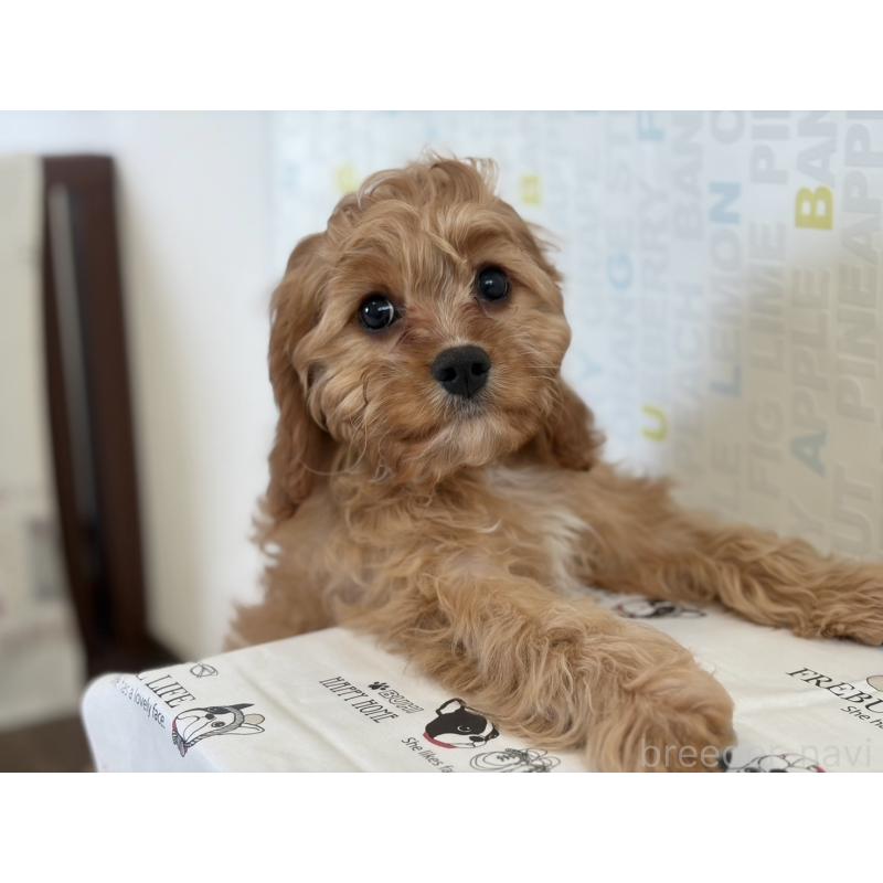 販売中の福岡県のミックス犬-431463の9枚目