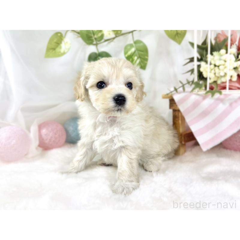 販売中の滋賀県のマルプー:マルチーズ×トイプードル-453187の3枚目