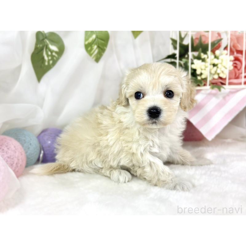 販売中の滋賀県のマルプー:マルチーズ×トイプードル-453187の2枚目