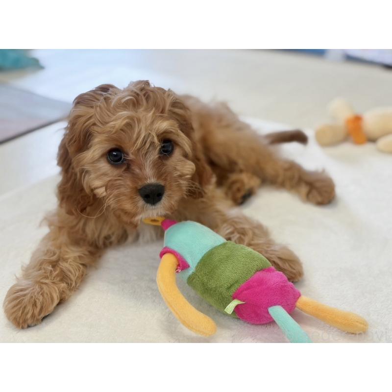 販売中の福岡県のミックス犬-431463の8枚目