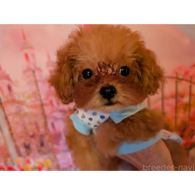 販売中の東京都のティーカッププードル-447196の4枚目