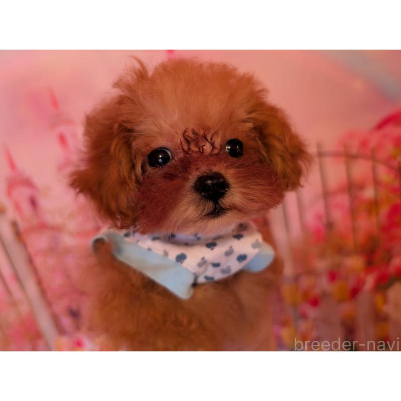 販売中の東京都のティーカッププードル-447196の2枚目