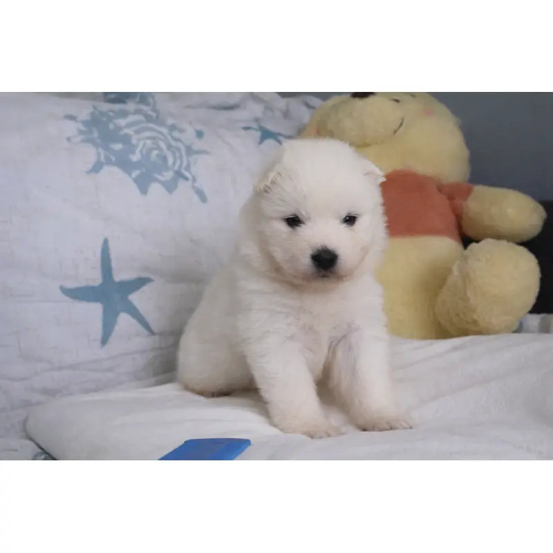 販売中の栃木県のサモエド-453188の5枚目