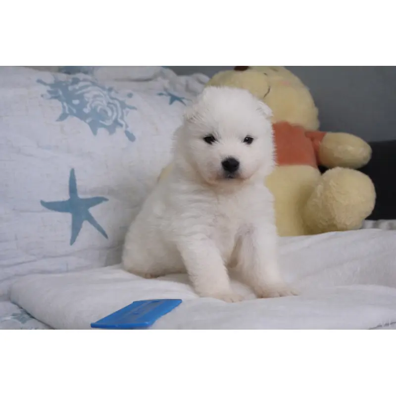 販売中の栃木県のサモエド-453188の4枚目