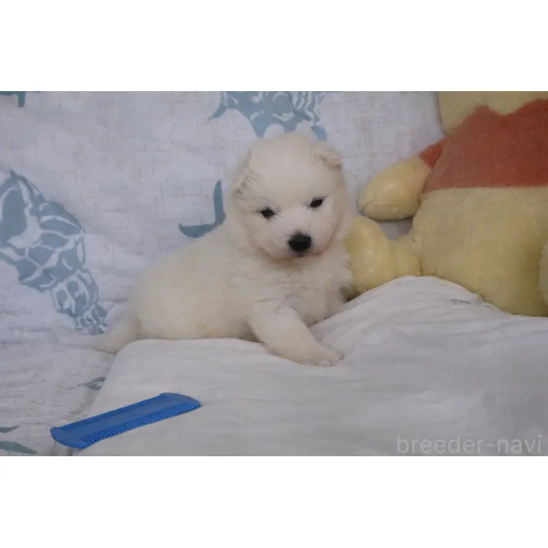 販売中の栃木県のサモエド-453188の3枚目