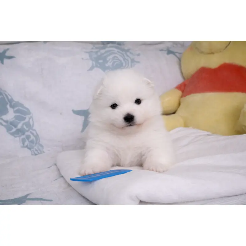 販売中の栃木県のサモエド-453188の2枚目