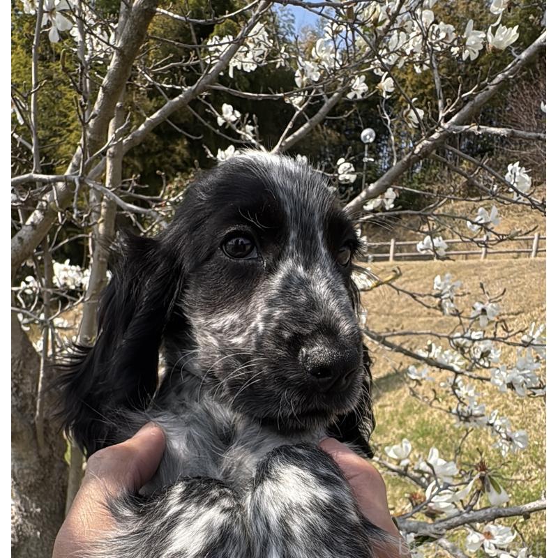 販売中の佐賀県のイングリッシュコッカースパニエル-451676