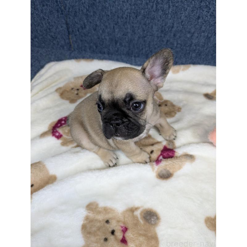 販売中の広島県のフレンチブルドッグ-453190の8枚目