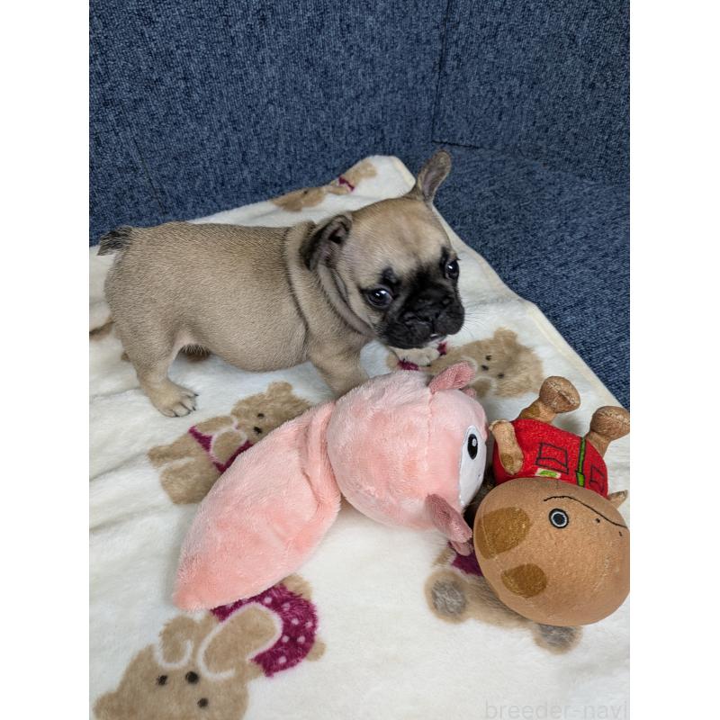 販売中の広島県のフレンチブルドッグ-453190の7枚目