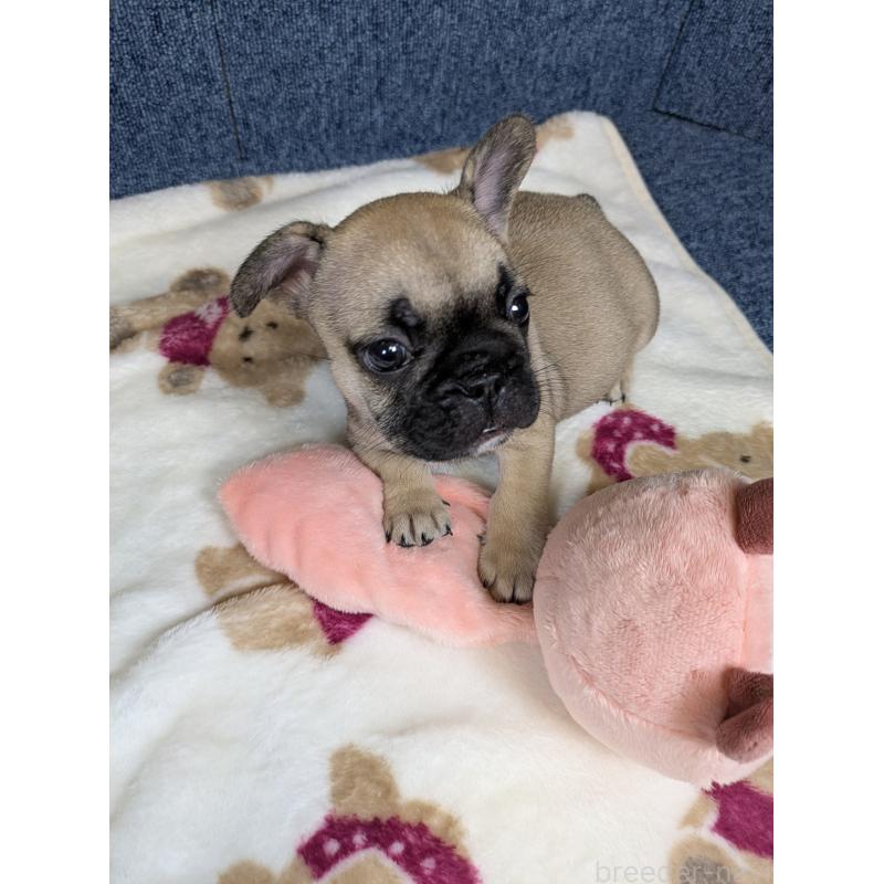 販売中の広島県のフレンチブルドッグ-453190の6枚目