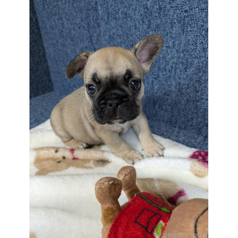 販売中の広島県のフレンチブルドッグ-453190の4枚目