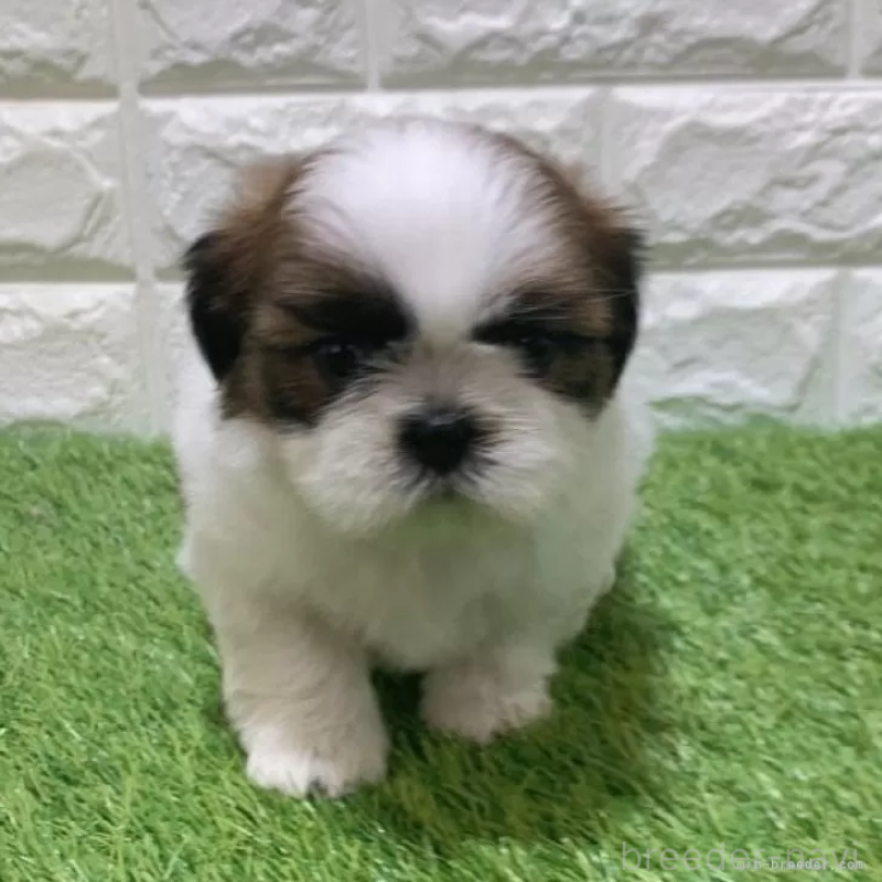 商談中の愛知県のシーズー-452090