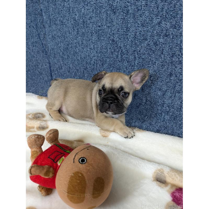 販売中の広島県のフレンチブルドッグ-453190の3枚目
