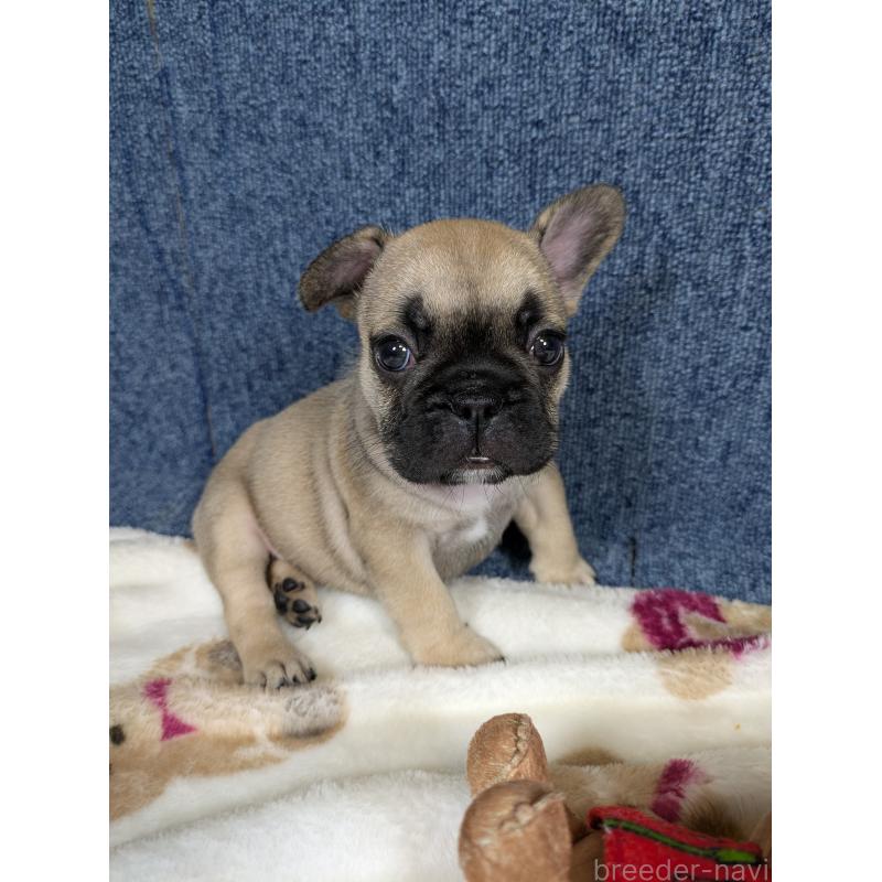 販売中の広島県のフレンチブルドッグ-453190の2枚目