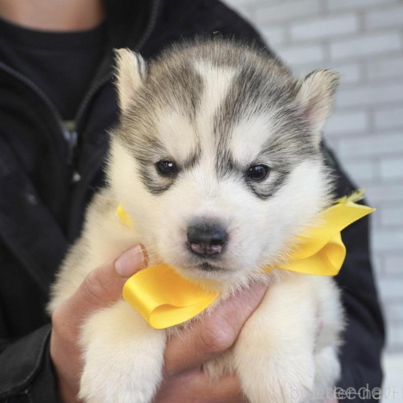 販売中の熊本県のシベリアンハスキー-453191の7枚目